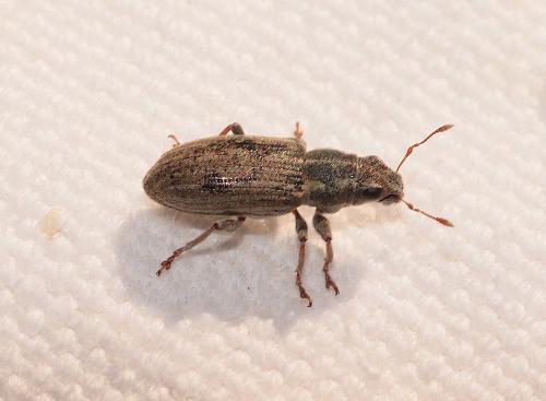 Sitona lineatus
